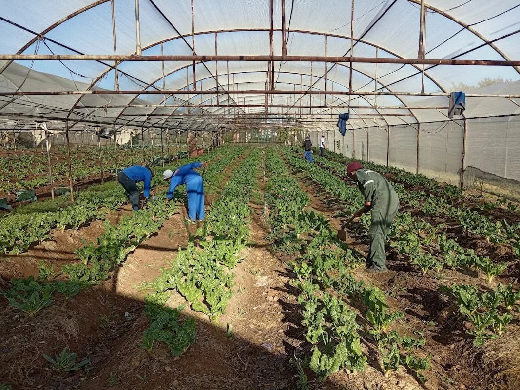 Tshedimosho farm Hub in Soweto