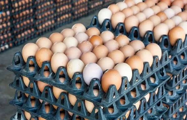 Nigeria Agribusiness Register in Dutse