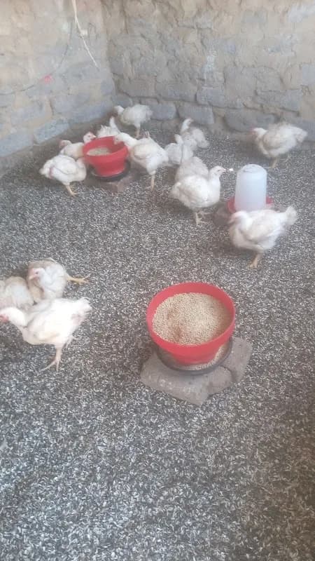 Ikamvalethu farming projects in Montshiwa