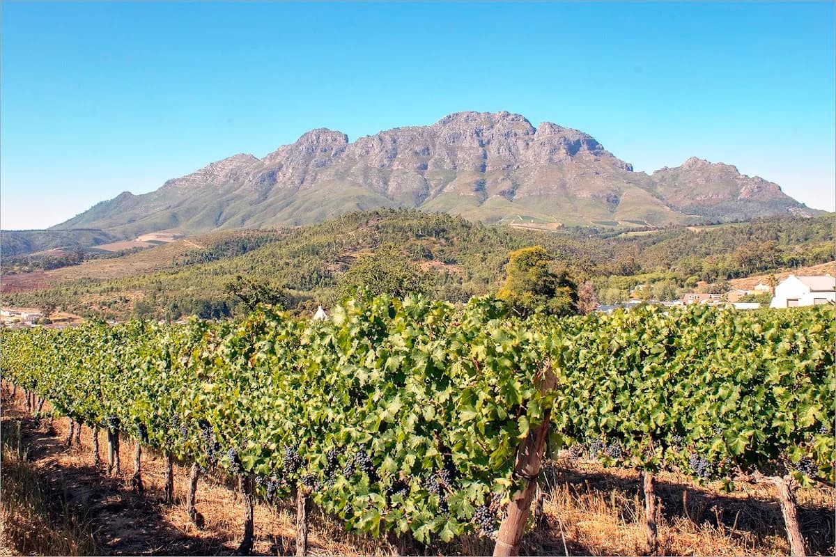 Stellenbosch Farms in Stellenbosch CBD