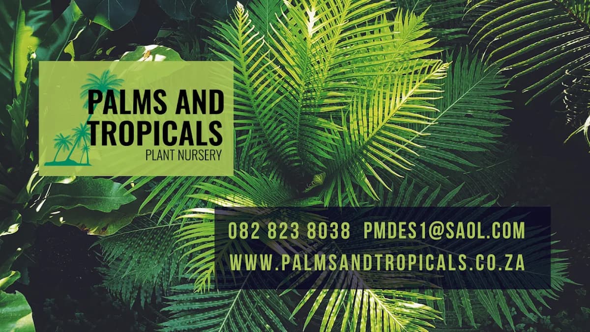 Palms and Tropicals in Westville