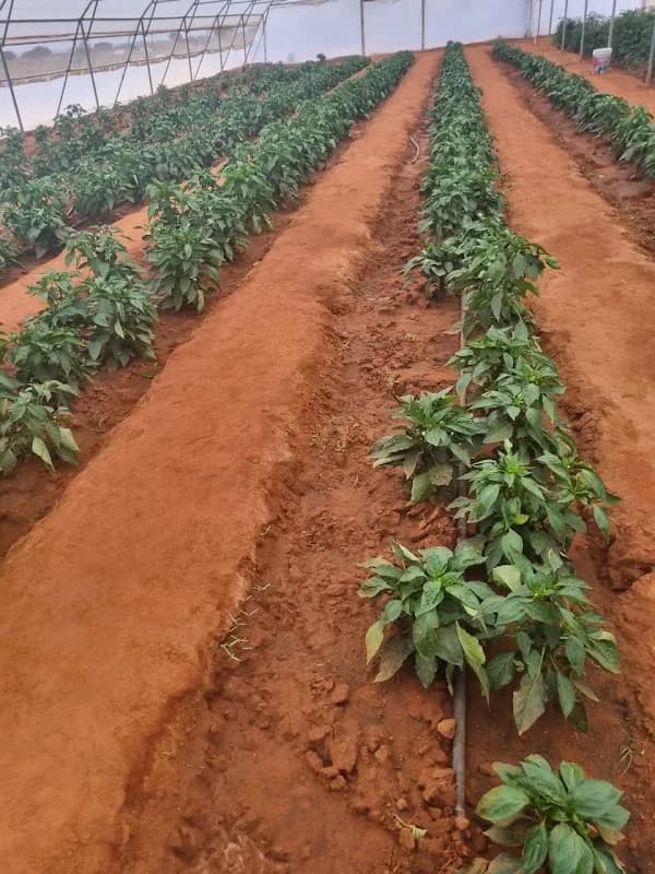 Lonaka Farm Produce in Mahikeng CBD