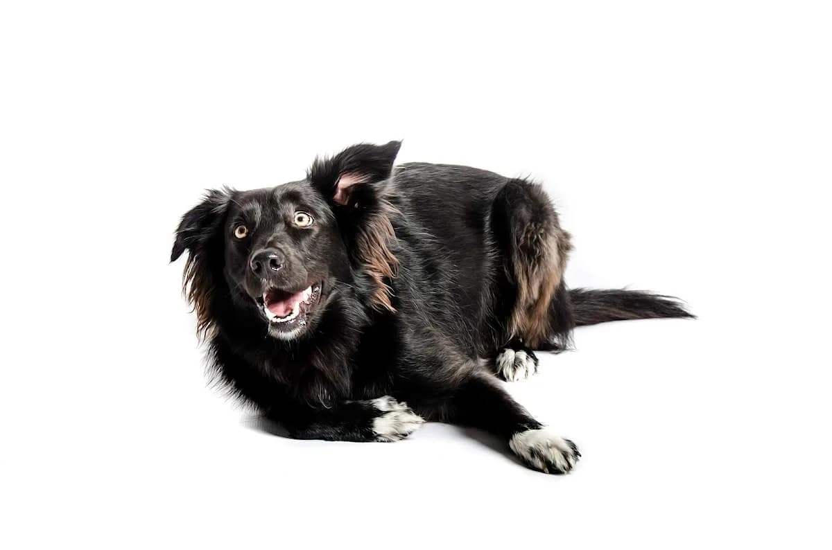 Dogshow Studios in Claremont