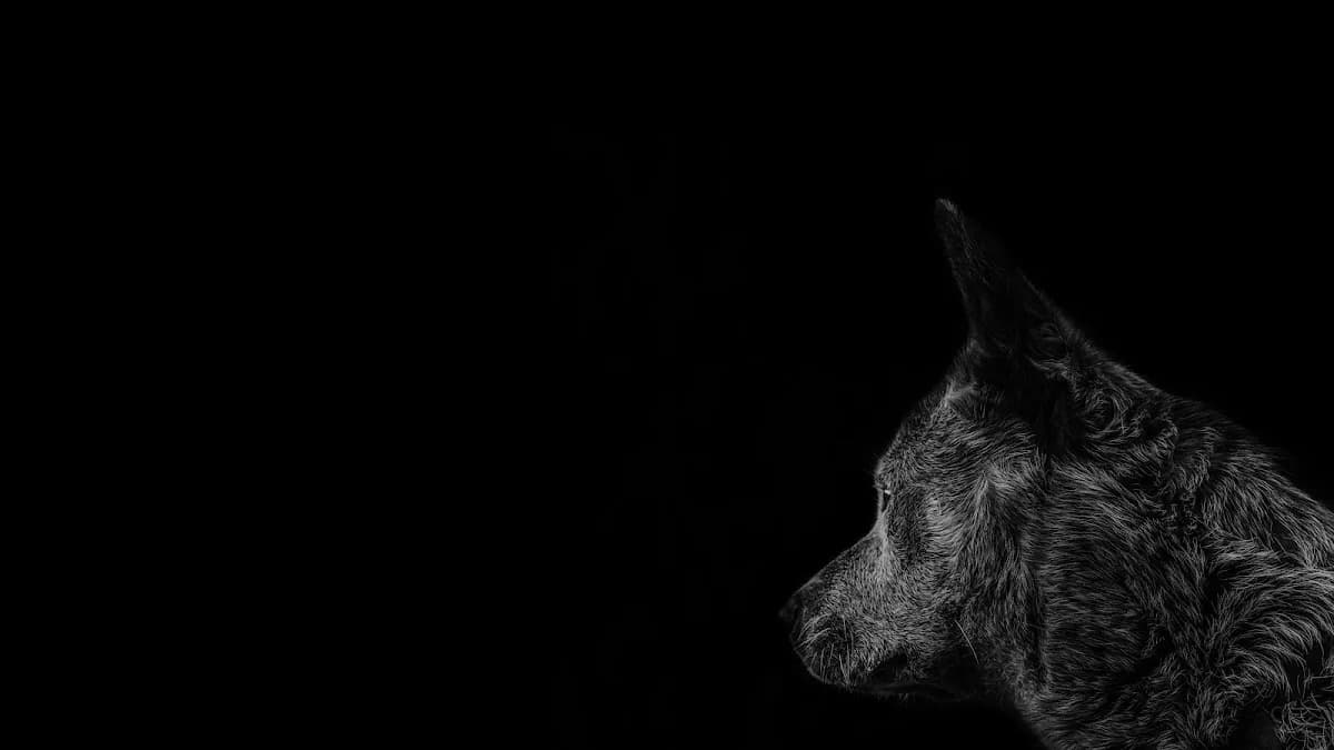 Black Wolf Analytics in Edenvale