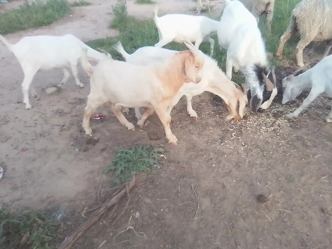 BKB Livestock Bethlehem in Bethlehem CBD