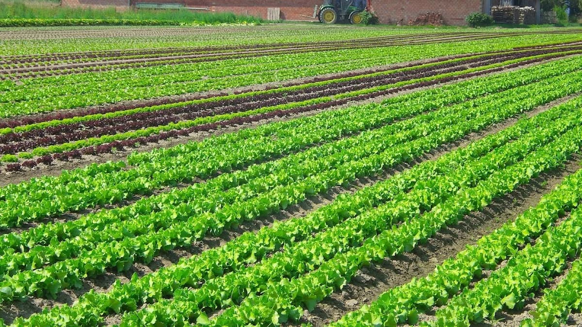 Kynoch Fertilizer in Sandton