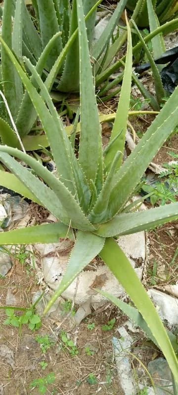 DBernie Green Garden in Gosa
