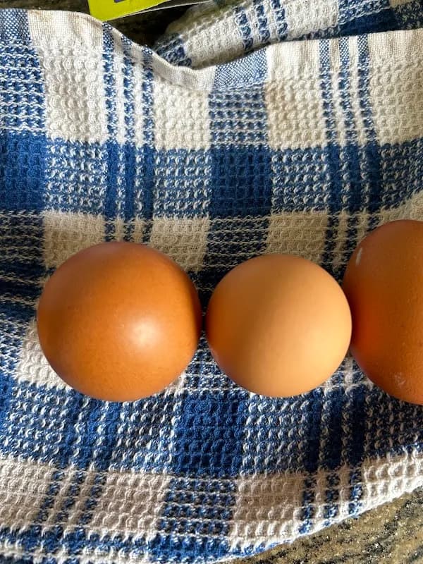 Chez Poulet Eggs T /A Cheval Farming Eggs in Durban CBD