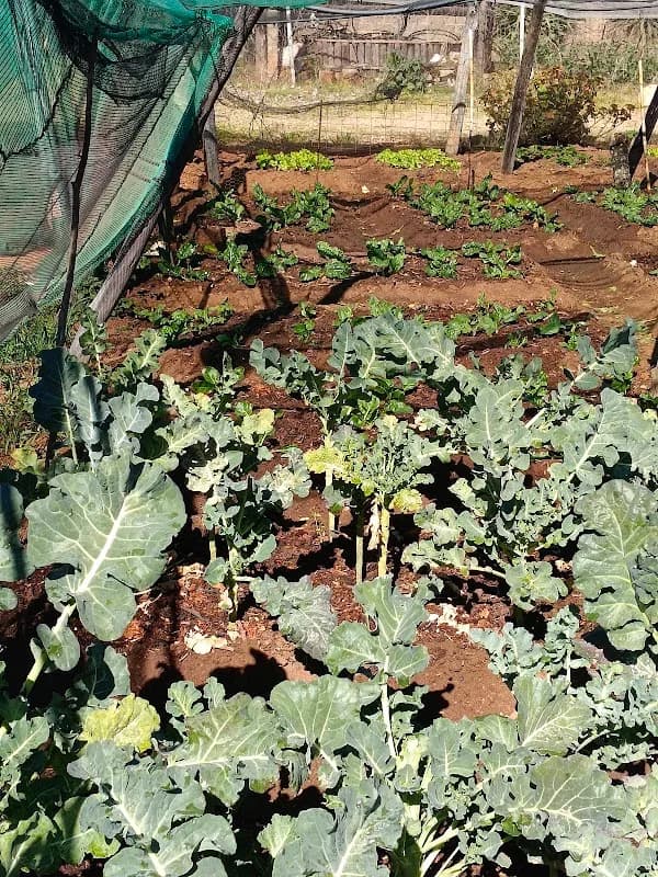 June's Farm Shop in Midrand