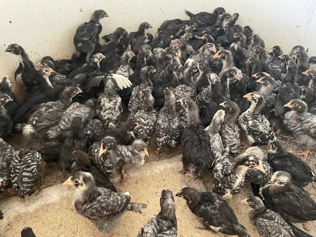 Freedom Fowls in Humewood