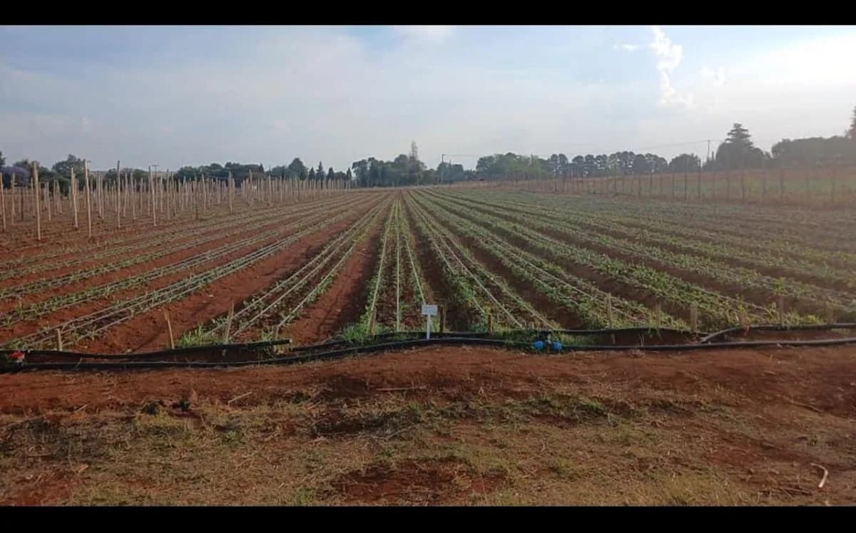 RiseUp Farms (Pty) Ltd in Primrose