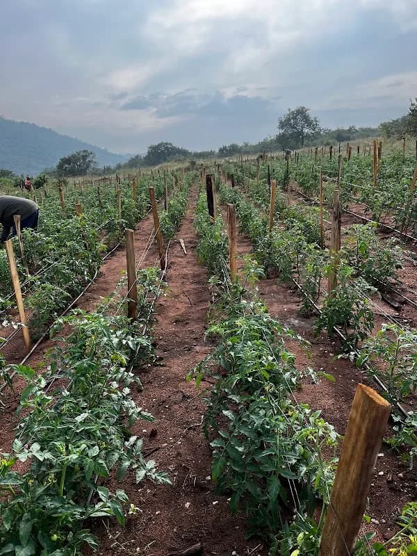 Mabhawula farm in Hazyview