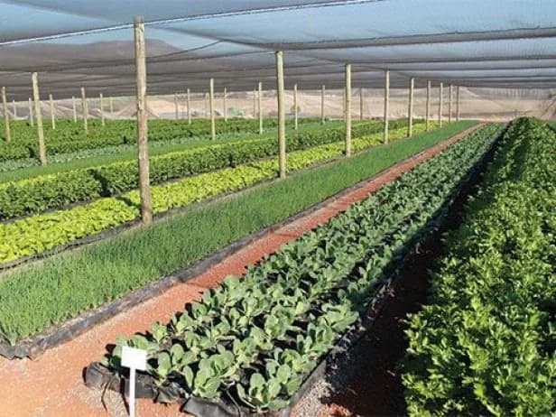 MBONO'S (Pty) Ltd - AGRIBUSINESS in Wierda Park