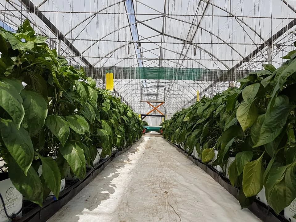 Blueberry Hill Farms in East London CBD