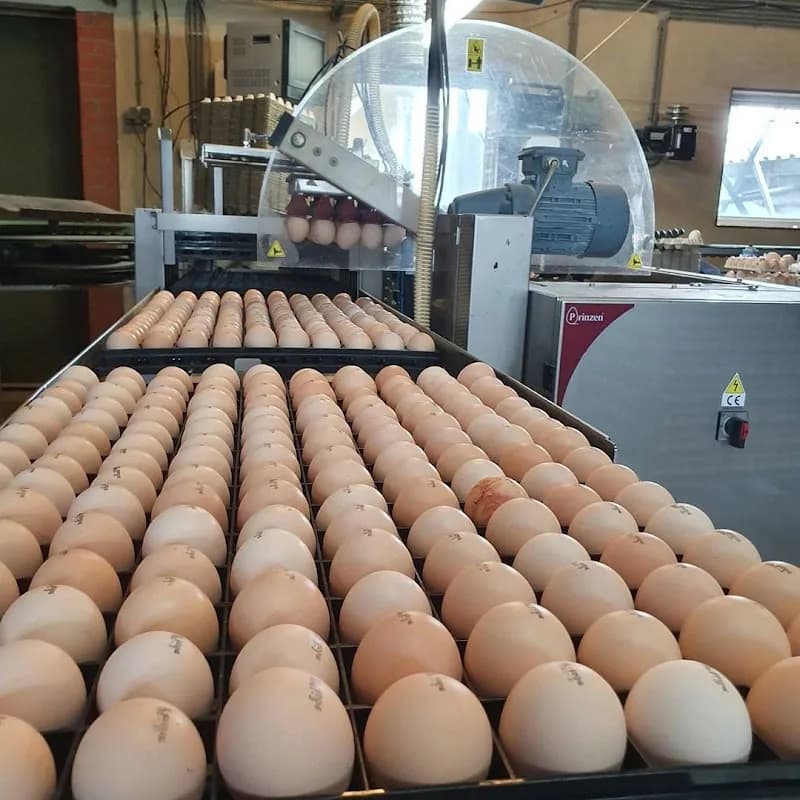 Thato Poultry & livestock Farm in Galeshewe