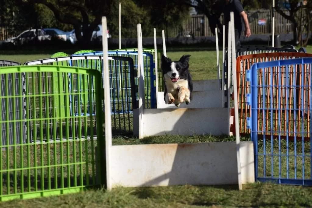 Birch Acres Dog Training Club in Birch Acres