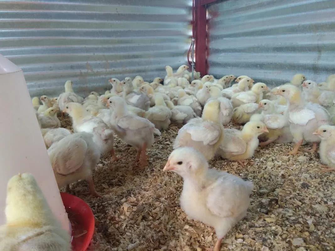 Gizmmo Poultry Farm in Benoni