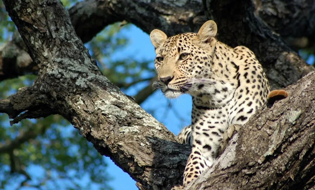 pearls of africa in Broederstroom