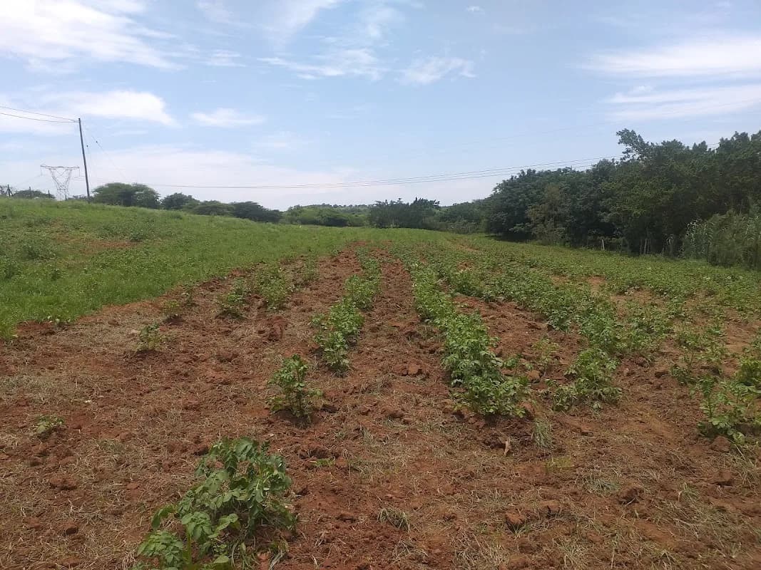 LISAKHANYA FARMING ENTERPRISE in Empangeni CBD