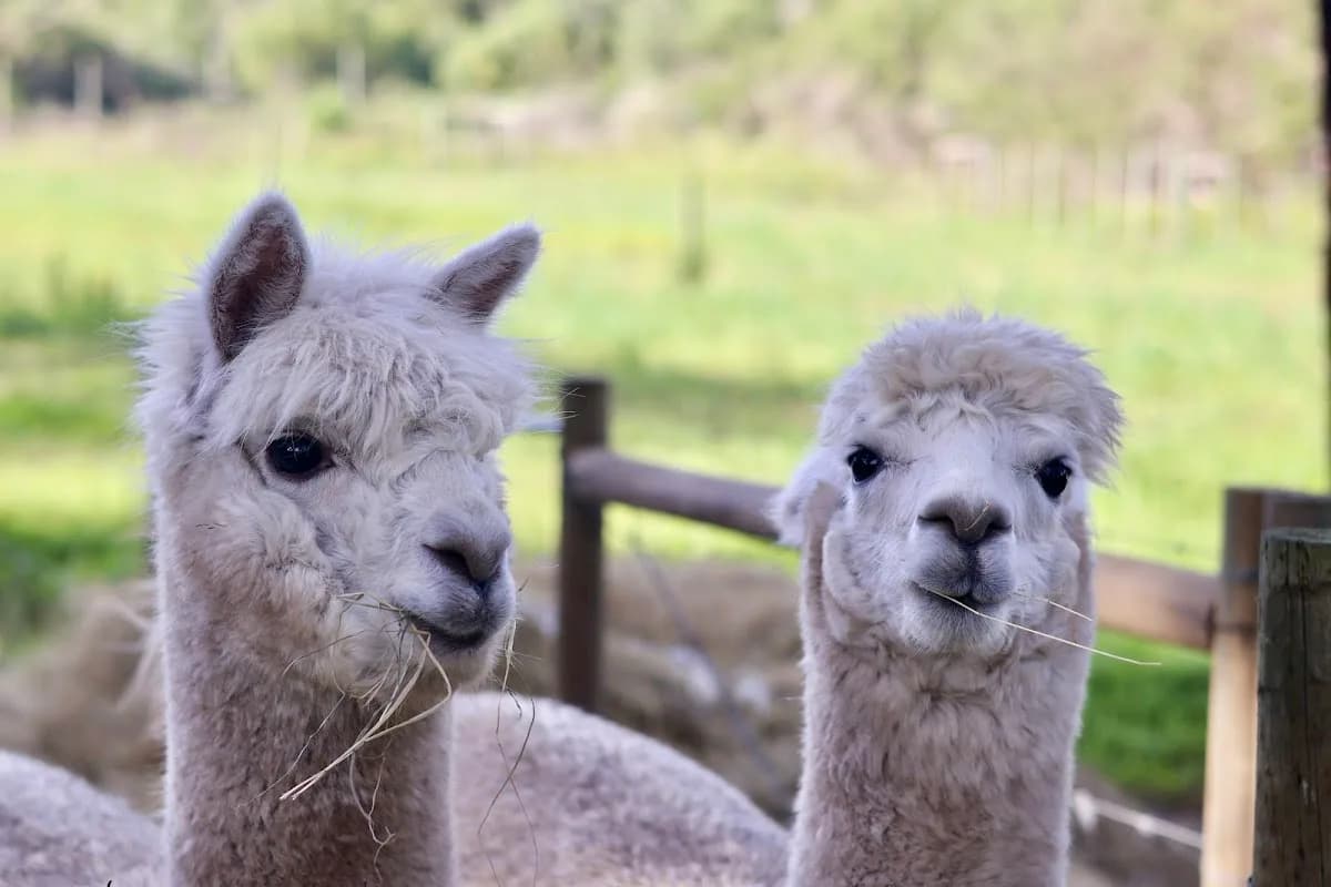 Heritage Petting Farm in Wilderness