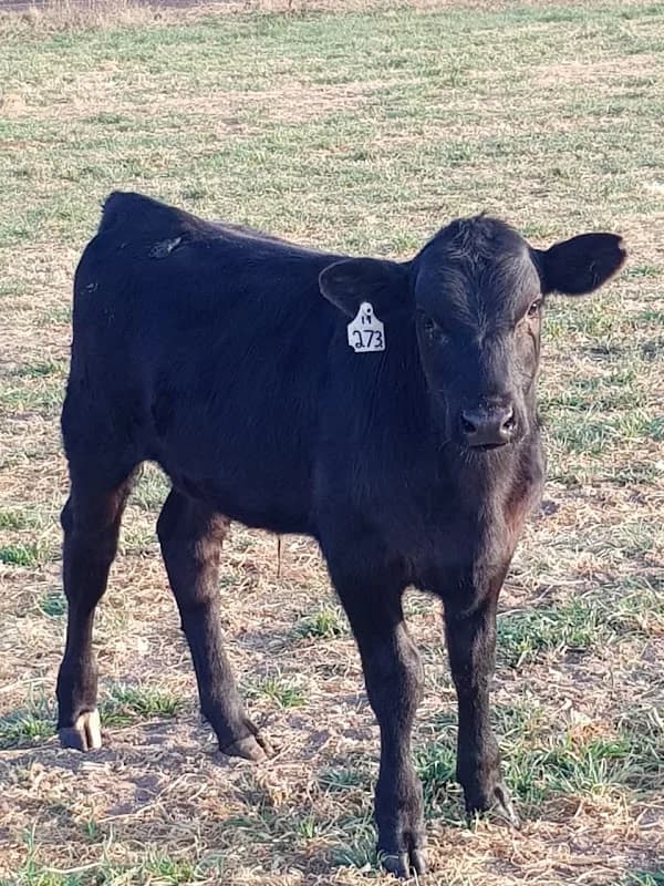 Farm Fresh Mealies & Weaner Calves Sales in Tshiame