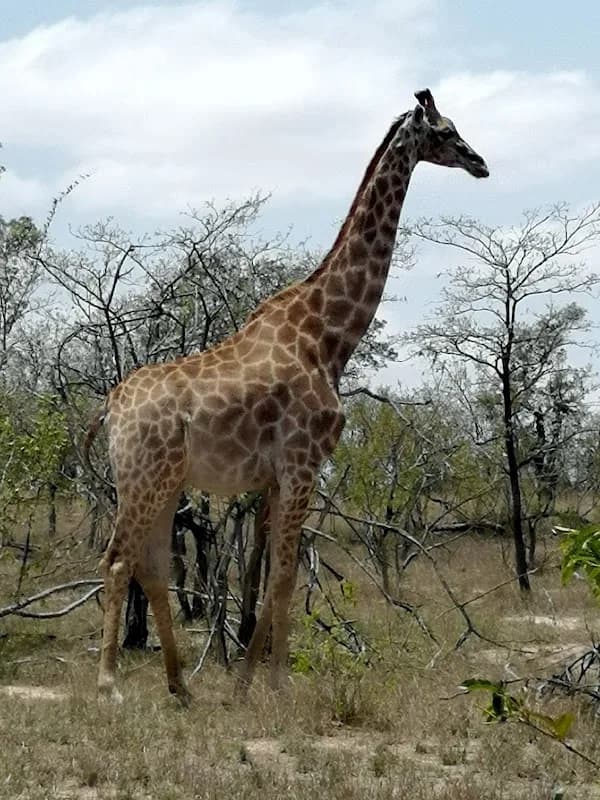 INKOSI TOURS AND TRANSFERS in White River