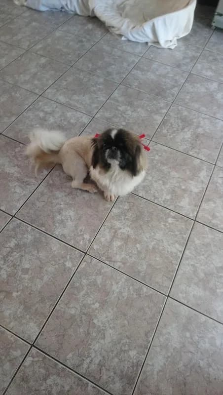 Valley Dog Parlour in Weltevreden Park