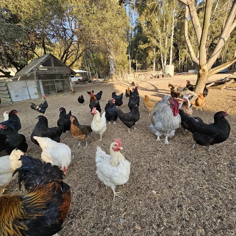 JOS LIVE STOCK PTY LTD in Arcadia