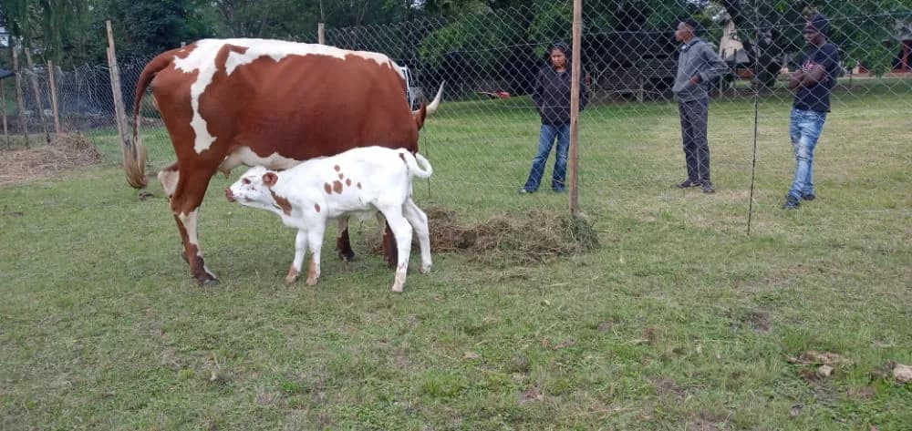 Feather Foot Farm in Highveld