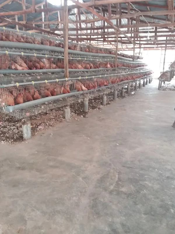 Dowoji Poultry Farms in Dutse