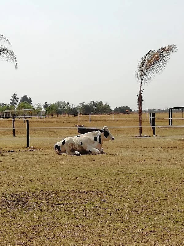 Ashers Farm Sanctuary in Moreleta Park