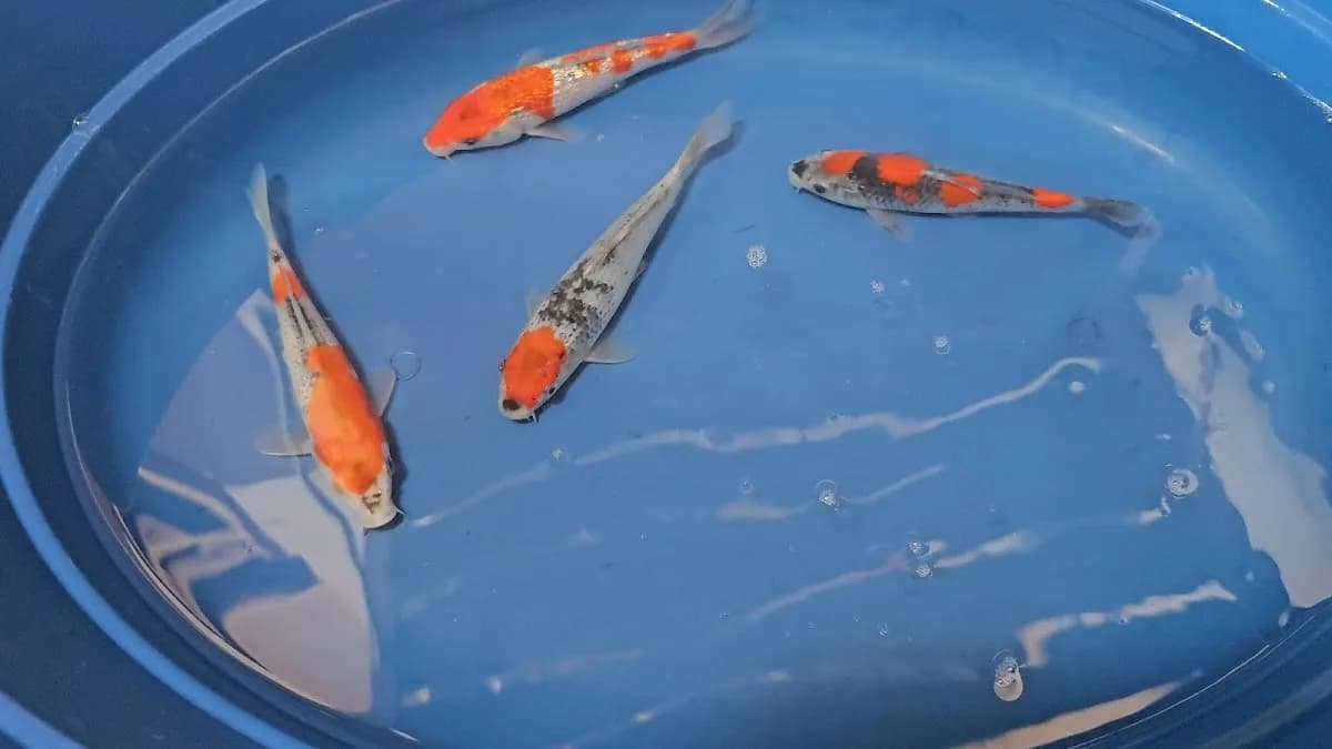 Koi Lindré in Wierda Park