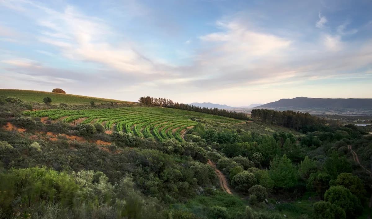 Backsberg Family Wines in Franschhoek