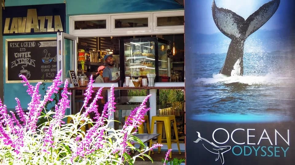 Ocean Odyssey Whale Watching Knysna in Thesen Island