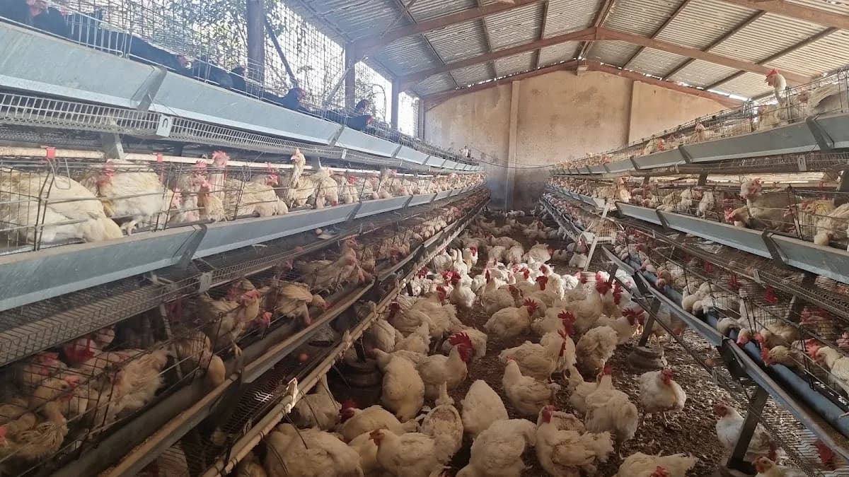 LEEPAT POULTRY PTY LTD in Chatsworth