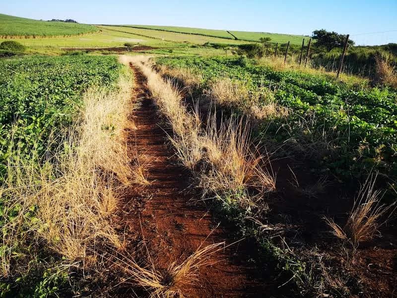 iNdlazi Agri Farming in Ngwelezane