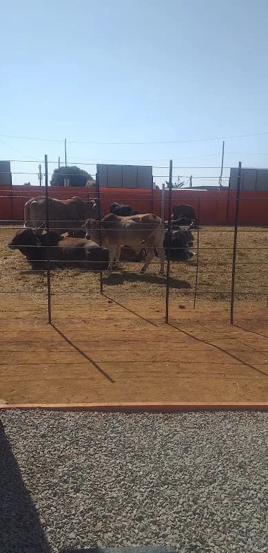 Olivers livestock in Mamelodi