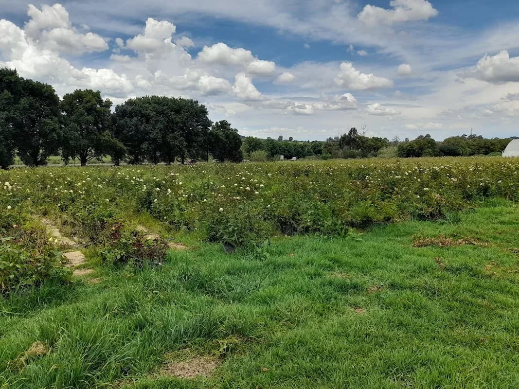 Laurentia Farm in Krugersdorp CBD