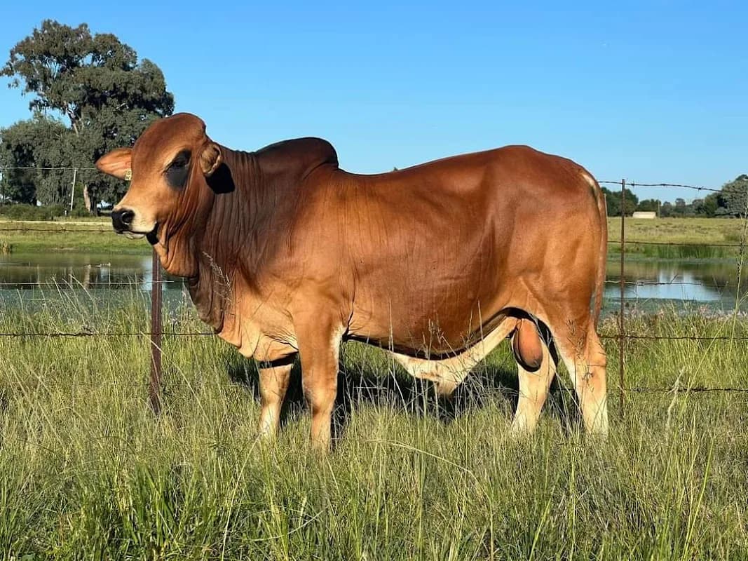North West Livestock Traders in Safari Extension