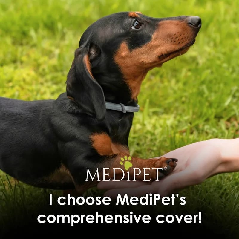Medipet Animal Health Insurance Brokers in Constantia