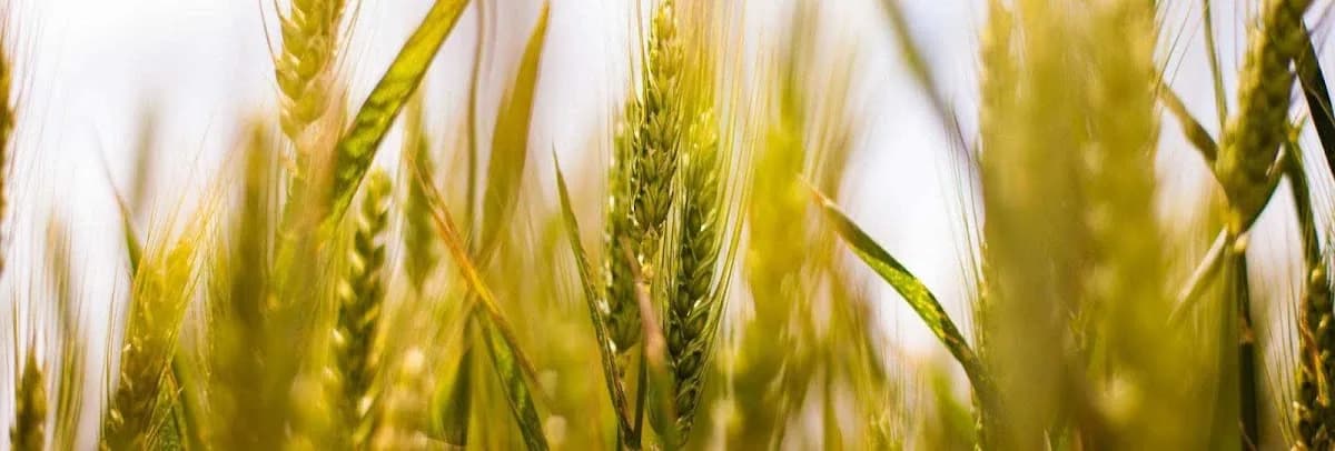 Agri Eastern Cape in Gqeberha CBD