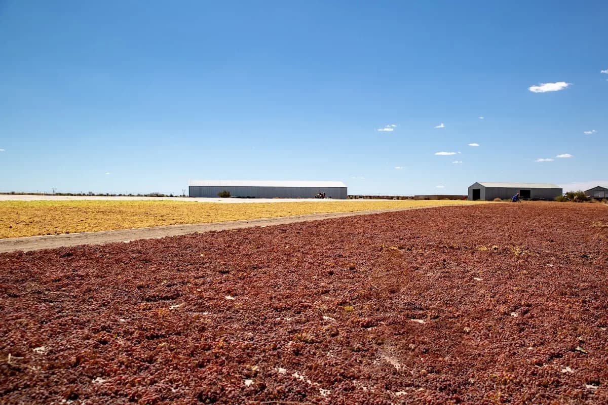 Raisins SA in Industrial Area