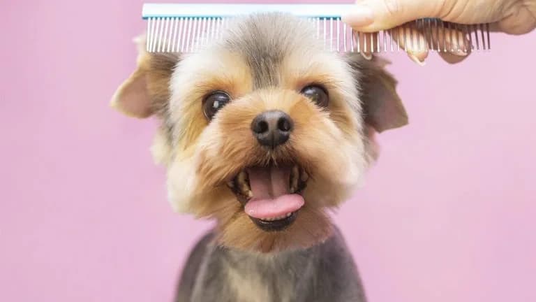 Dog Father Mobile Dog Grooming Services in Woodmead