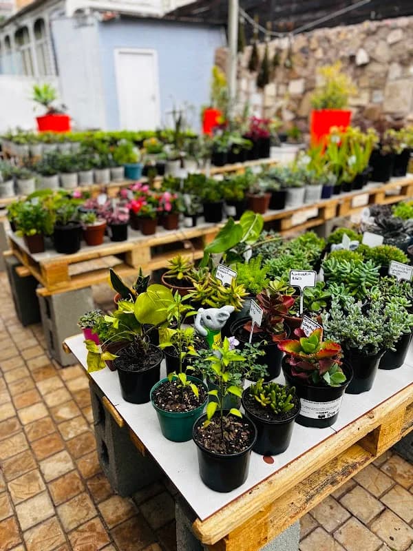 Bella Blossoms Nursery in Morningside