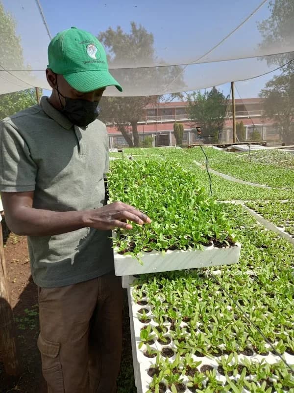 Evergrow Seedlings in Soweto