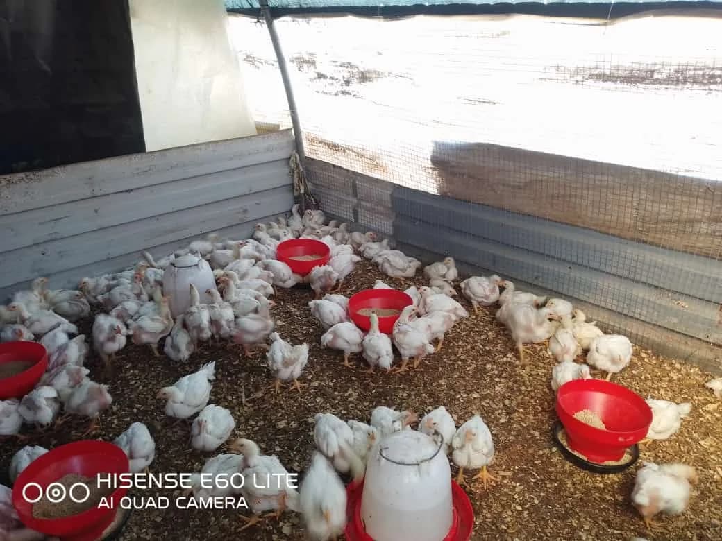 Zululand Poultry in Empangeni CBD