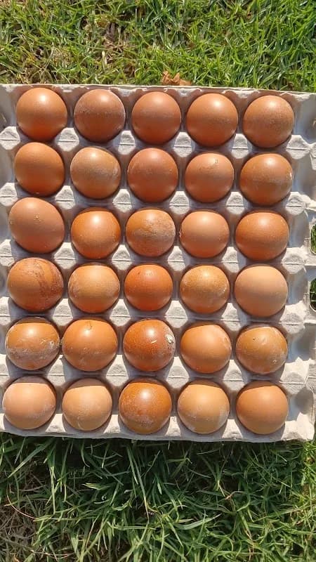 MUTIZEST POULTRY FARM in Mthatha CBD