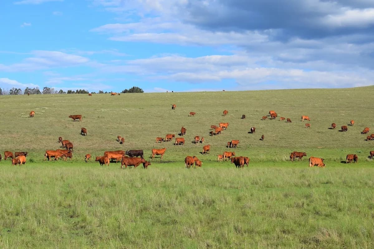 ALS GROUP BUFFALO RIVER FARM in Madadeni