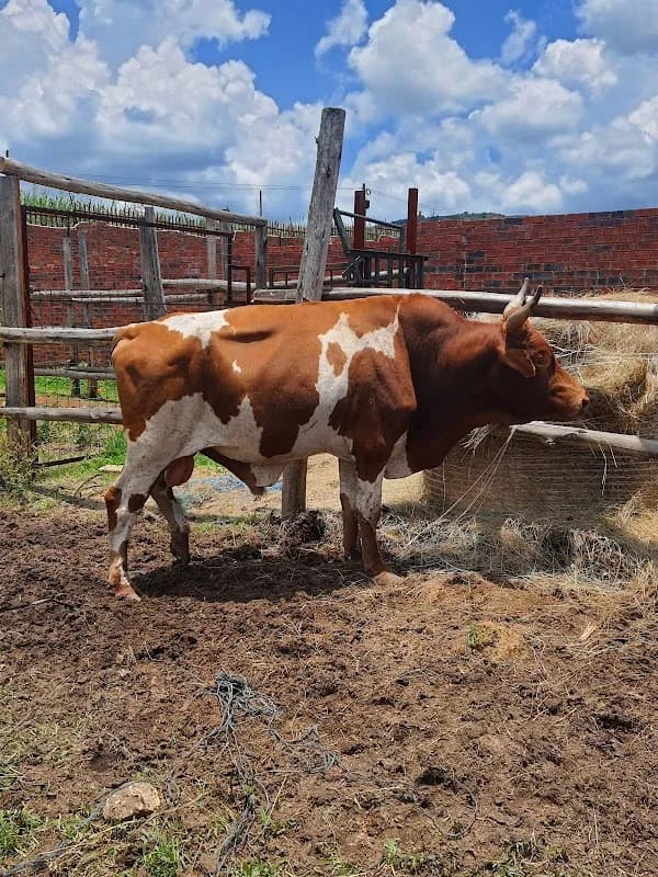 Joe's farm in Soweto