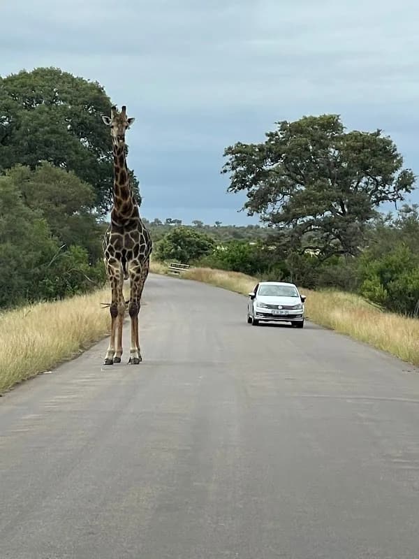 Amatungulu Tours, Safari & Shuttle in Garsfontein